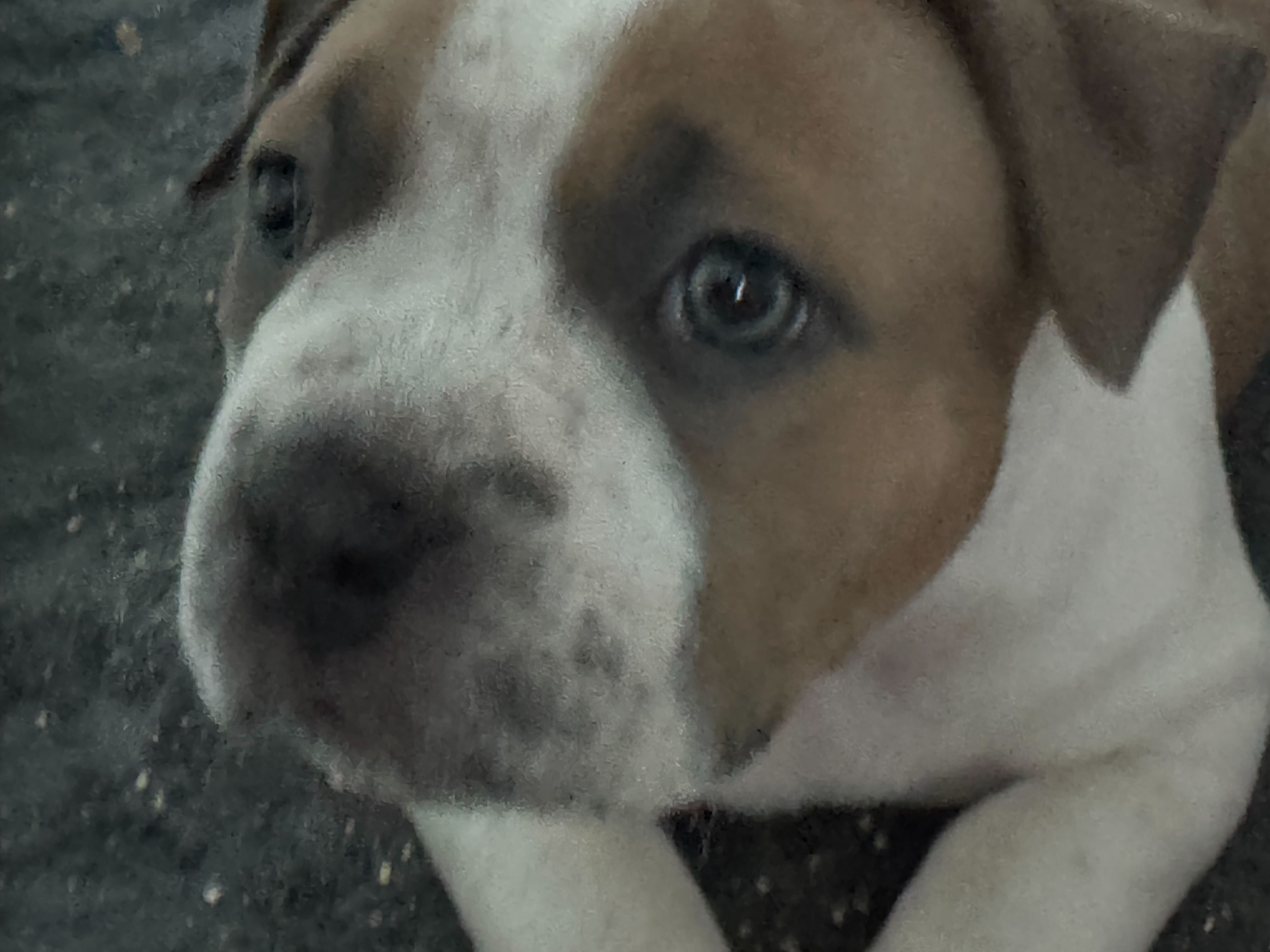 Female Puppy - fawn & white 