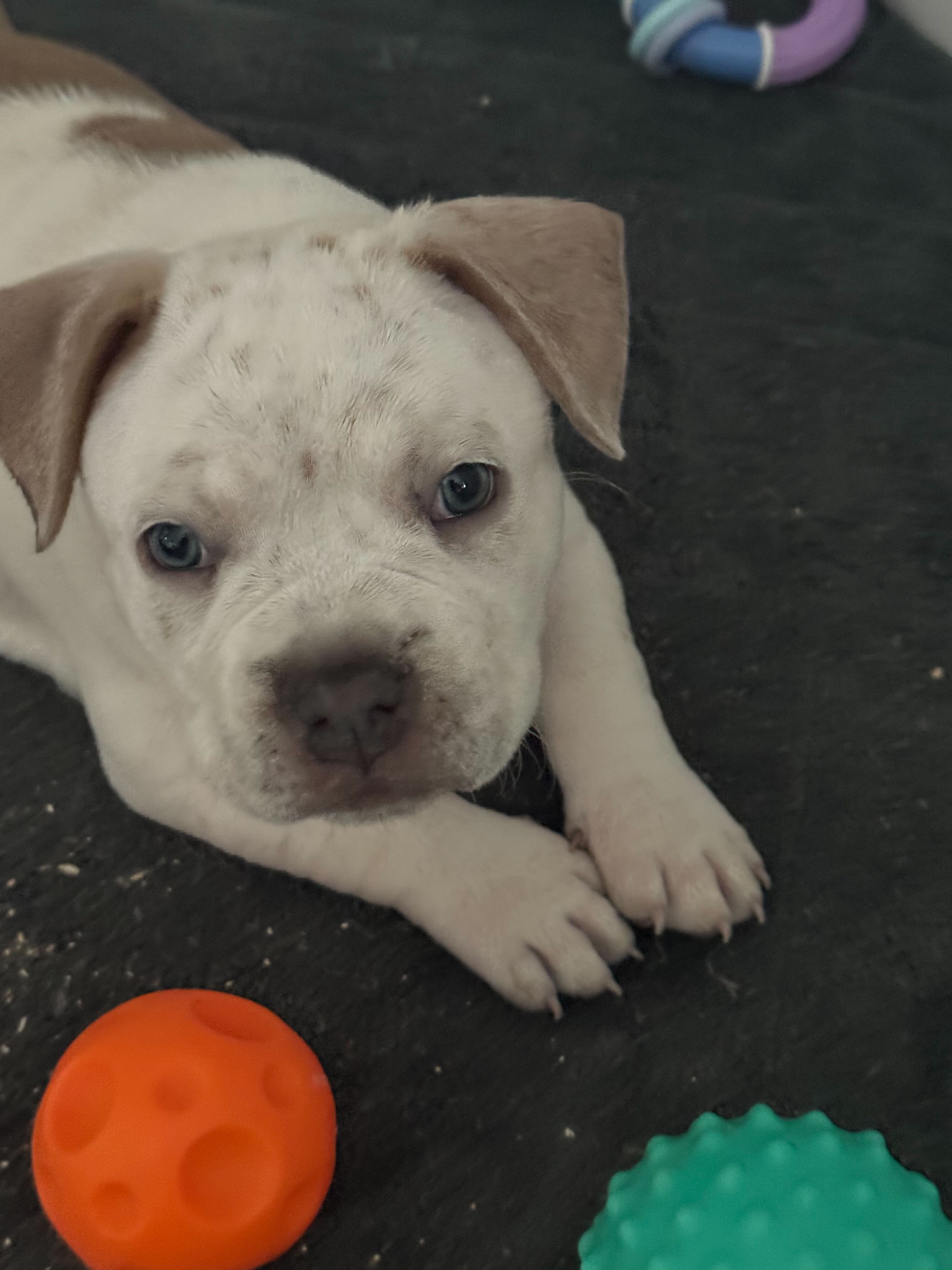 Male puppy - brown & white
