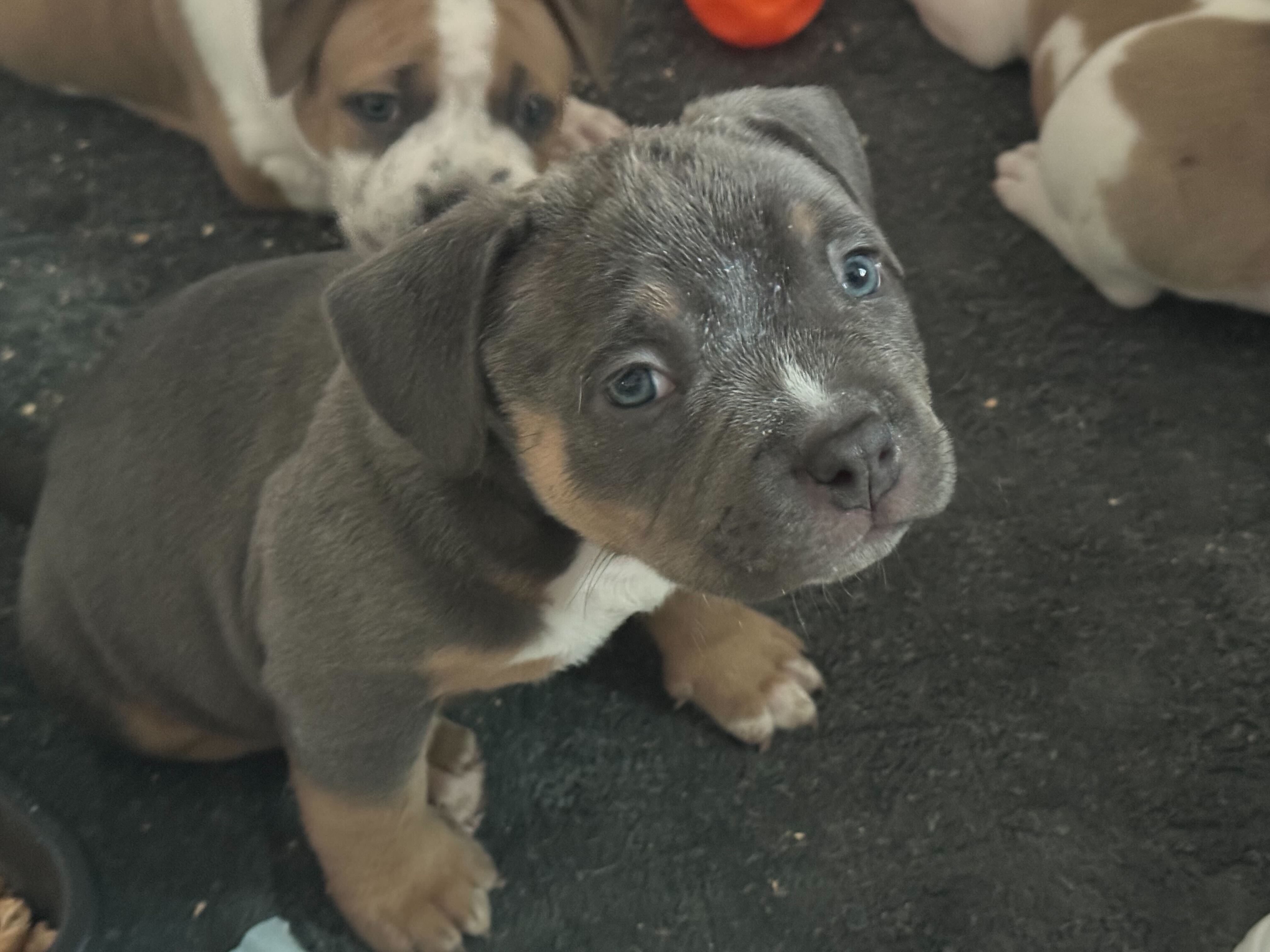Male puppy - piebald fawn