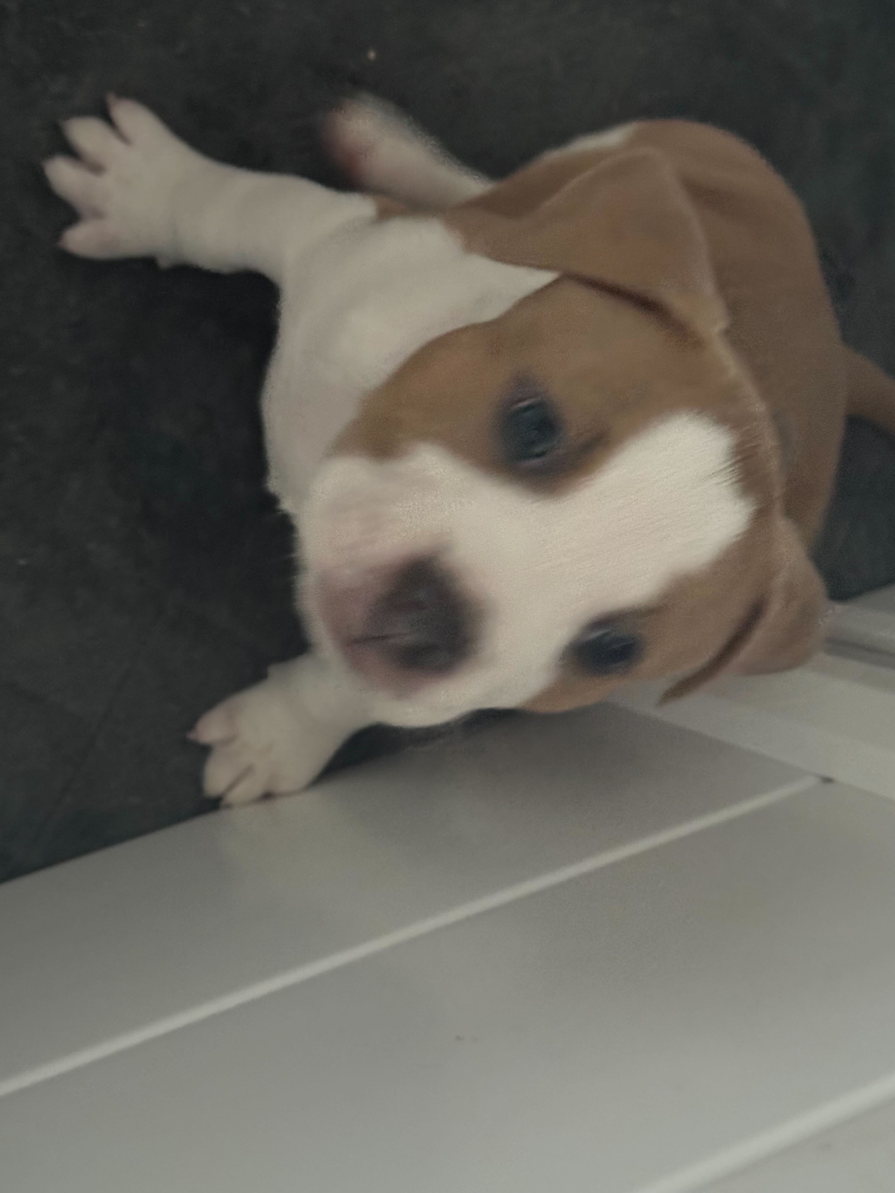 Male puppy - blue tri-color