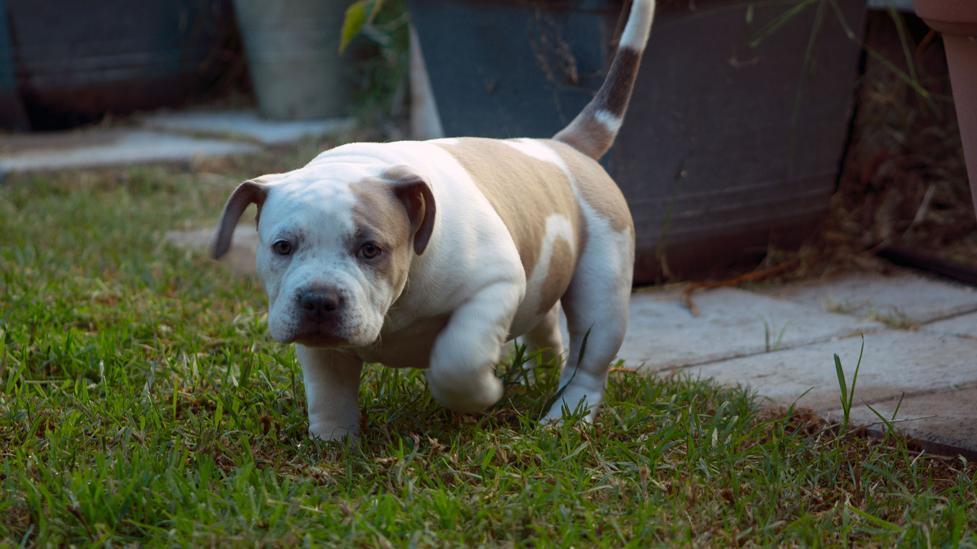 Female puppy - piebald fawn